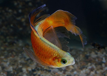 copyright R. Callewaert